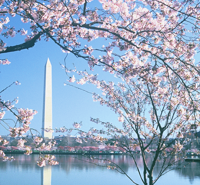 Washington Monument in Cherry Blossom Time