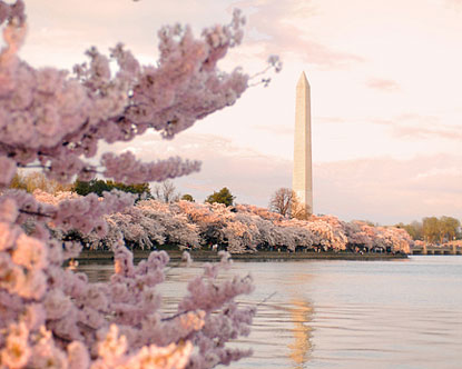 The Washington Monument Surrounded by Blossoms
